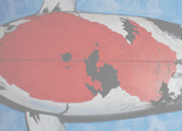 Koi